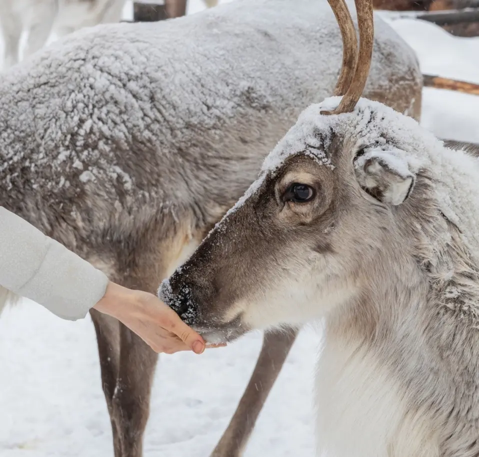 Feeding reindeer by hand at the Fell yard